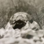 Als ich zehn Jahre alt war - meine Schildkröte Muckel